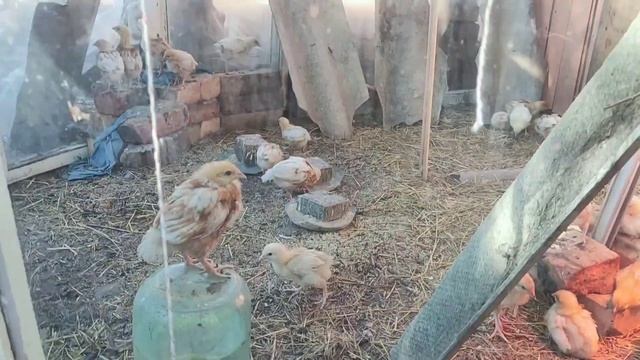 Домашняя среда