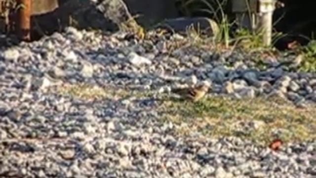 Canon PowerShot SX260HS ハイスピード動画　すずめ離陸 смотреть онлайн