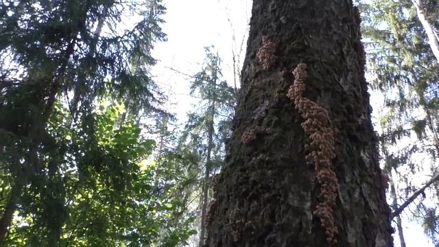 НАЧАЛОСЬ! МАССОВЫЙ СБОР ОСЕННИХ ОПЯТ,БЕЗ ВАЛЕРЬЯНКИ В ЛЕС НЕ ХОДИТЬ! СЕНТЯБРЬ 2023ПОДМОСКОВЬЕ смотреть онлайн
