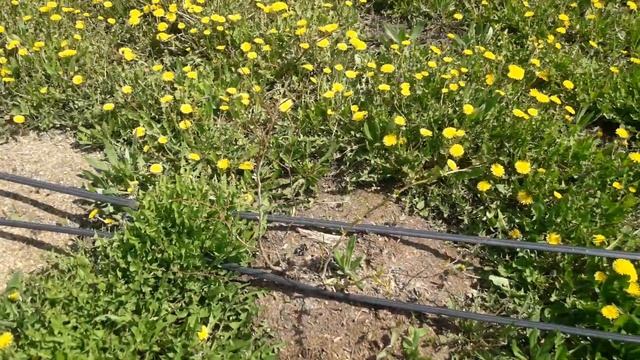 Результат пересадки взрослых кустов голубики. смотреть онлайн