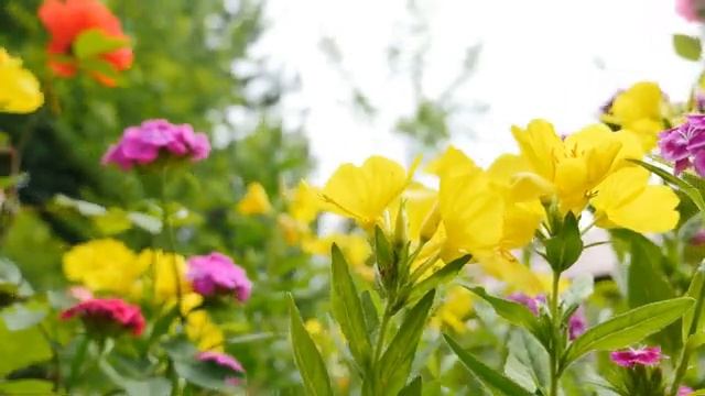 Лечебная музыка для сердца и сосудов ? Музыка для глубокого сна и расслабления для души смотреть онлайн