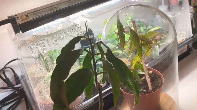 Begonia Amphioxus & Hoya Lockii Update смотреть онлайн