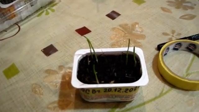 СЕМЕНА ЧЕСНОКА как проросли за смотреть онлайн