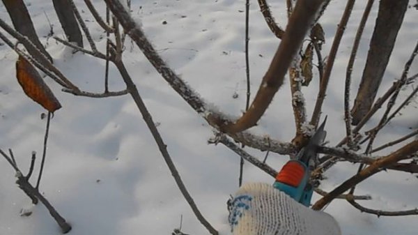 Обрезка гортензии Лайм Лайт в декабре.