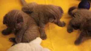 8-916-682-32-93 Продаются элитные шотландские вислоухие котята шоколадного окраса. Москва. Питомник