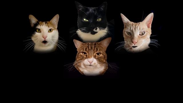 Bohemian Catsody - A Rhapsody Parody Song for Every Cat Queen and King! смотреть онлайн
