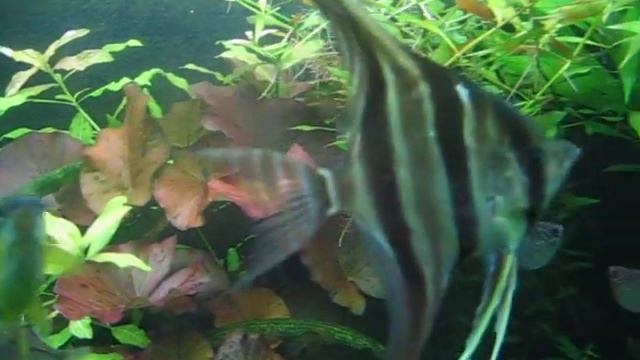 мой аквариум 011 смотреть онлайн