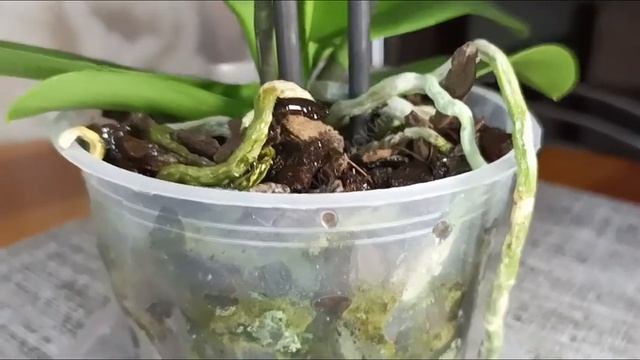 УРА!!! Купила ОРХИДЕЮ "ПОПУГАЙ"! смотреть онлайн