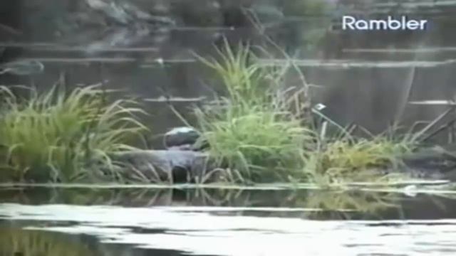 Ряска - болотное растение смотреть онлайн