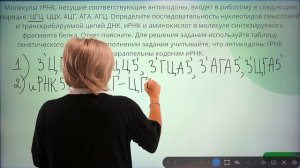 Биосинтез белка - часть1  -  егэ задача 27.