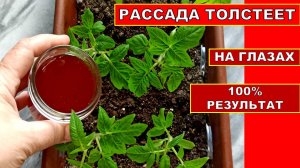 РАССАДА ТОЛСТЕЕТ НА ГЛАЗАХ! ОРГАНИЧЕСКАЯ ПОДКОРМКА РАССАДЫ ТОМАТОВ. Удобрение из Луковой Шелухи +