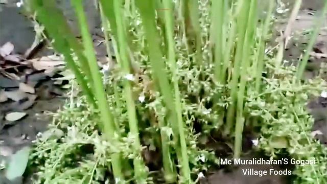 Cardamom Plantations of Idukki / How to grow Cardamom plant / Cooking Village Food смотреть онлайн