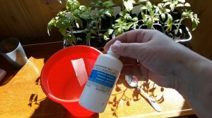 ОБЗОР РАССАДЫ. НАШАТЫРНЫЙ СПИРТ ДЛЯ РАСТЕНИЙ — ПРИМЕНЕНИЕ, ПОДКОРМКА.