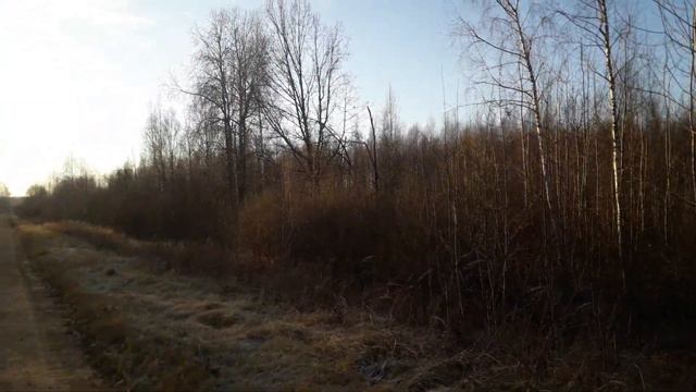 Загонная охота Смоленская обл 23 11 2019 г. смотреть онлайн