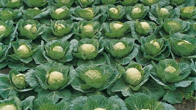 ЛУЧШИЕ РАННЕСПЕЛЫЕ СОРТА КАПУСТЫ || КАПУСТА !!! ЛУЧШИЕ СОРТА смотреть онлайн