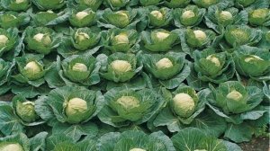 ЛУЧШИЕ РАННЕСПЕЛЫЕ СОРТА КАПУСТЫ || КАПУСТА !!! ЛУЧШИЕ СОРТА