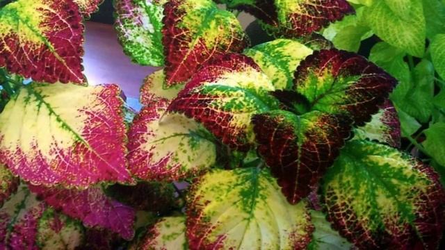 Как правильно поливать и удобрять колеус. смотреть онлайн