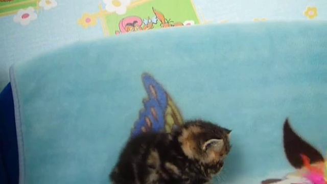 Котята экзотические короткошерстные смотреть онлайн
