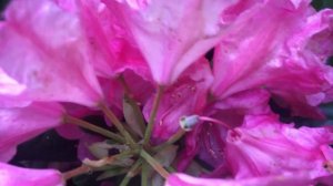 Морозостойкий рододендрон Гаага