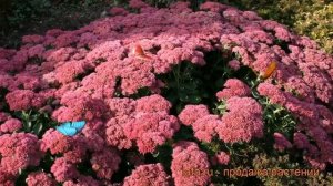 Седум телефиум Хербштфройде ? седум Хербштфройде обзор: как сажать рассада седума Хербштфройде