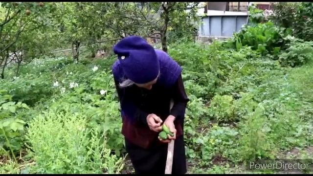 Տատիկիս Հավաքած Փիփերթն Էլ Կերանք Суп с Мальвой-Пипертом  Շամշադինի Համը  Шамшадин