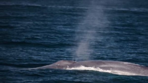 WHALES - learning video for Kids - educational video for children