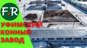 Уфимский конный завод №119. Рысистое коневодство. Русская и американская рысистая порода.