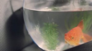 Реклама toyota highlander     2015 год