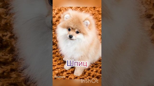 Молодая порода.ПОМСКИ смотреть онлайн