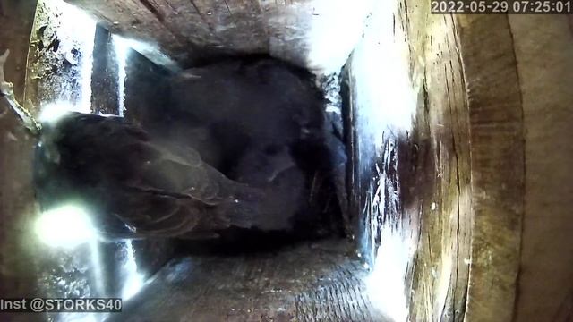 Учатся летать прямо в скворечнике.Пора на волю.29 мая 2022 смотреть онлайн