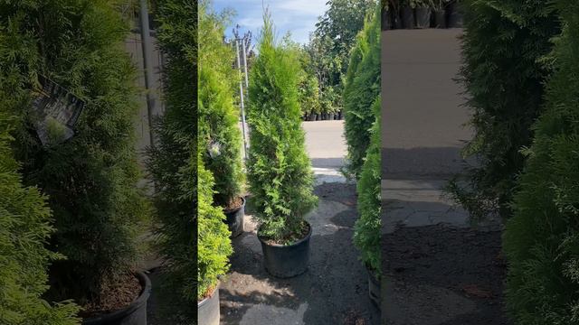 Туя западная "Смарагд" смотреть онлайн