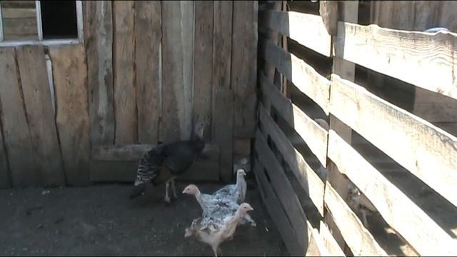 Сад 16.08.18, индюшата, гусята, забор покрасили. смотреть онлайн