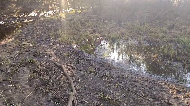 Бобровая плотина на лесной речке