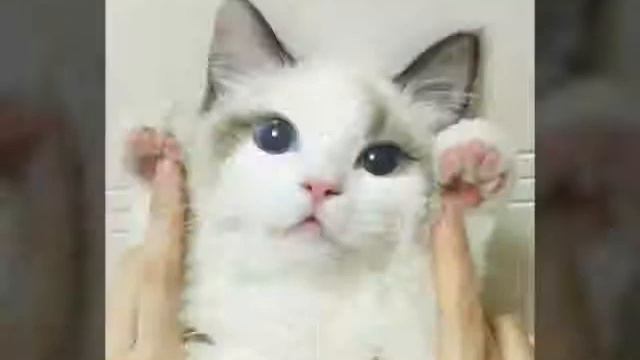 Котики! Милота! смотреть онлайн