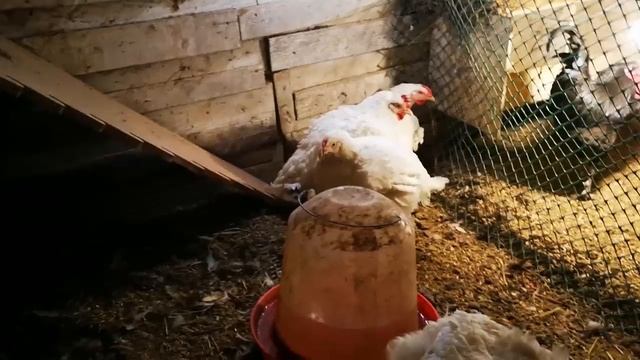 Перевожу кур в тёплый птичник, уплотняю посадку птицы смотреть онлайн