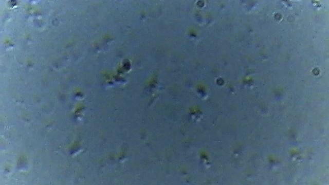 Бифидумбактерин смотреть онлайн