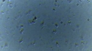 Бифидумбактерин