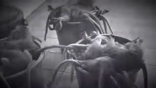 В Анапе создали социальный ролик с призывом не пользоваться услугами фотоживодёров смотреть онлайн