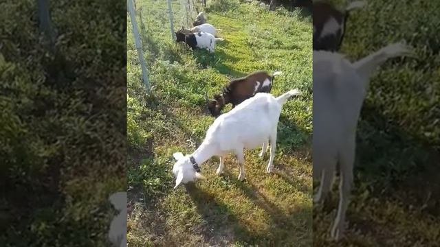 Доброе утро ! Курочка хочет узнать что едят козы ! Очень интересно 💚 смотреть онлайн