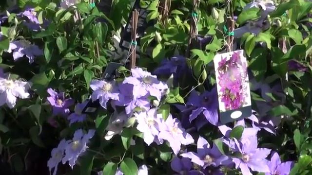 Flower Show Pescara Italy Выставка Цветов смотреть онлайн
