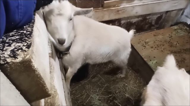 Решила держать две КОЗЫ/ Хочу МОЛОКО круглый год! смотреть онлайн