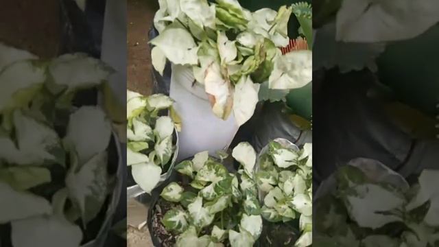 Arrow head plant (Syngonium) смотреть онлайн