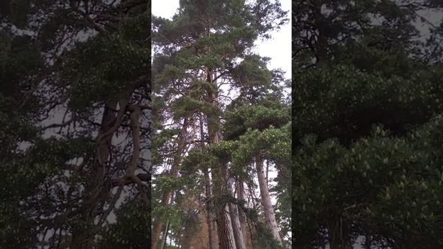 #naturesound #forest Bakuriani 25.05.2021 смотреть онлайн