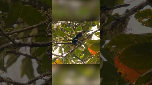 Концепция гандикапа на примере Чешуйчатой райской птицы смотреть онлайн