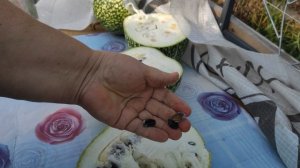 ФИЦЕФАЛИЯ СОЗРЕЛА В НОЯБРЕ. Посмотрите как ее лопает кот,он что зря ест не будет