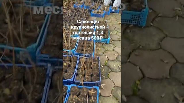 Саженцы крупнолистной гортензии Ред Барон 500₽.. #гортензии #гортензия #сад смотреть онлайн