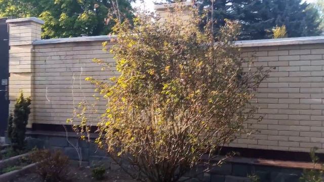 Роза Alibaba - весенняя обрезка. смотреть онлайн