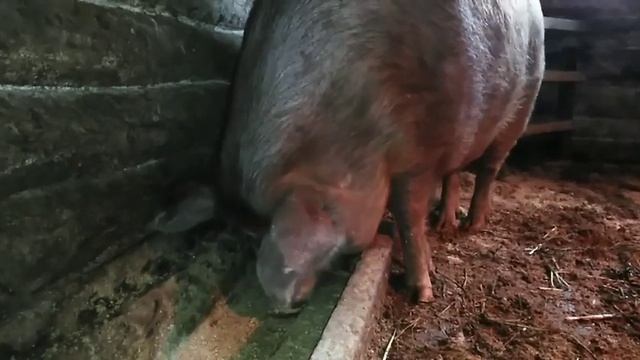 АнтиКаннибализм у свиней