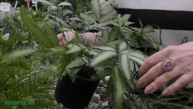 Птерис — травянистый папоротник. смотреть онлайн