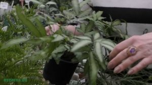 Птерис — травянистый папоротник.